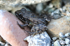 Pelophylax bedriagae