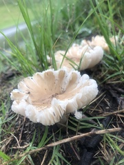 Termitomyces microcarpus