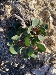 Eriogonum gypsophilum