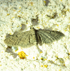 Eupithecia ultimaria