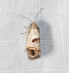 Eupselia beatella