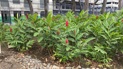 Alpinia purpurata