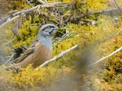 Emberiza godlewskii