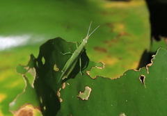 Atractomorpha sinensis