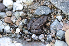 Pelophylax bedriagae