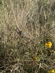 Bradypodion ventrale