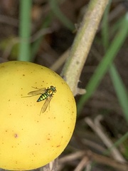 Condylostylus comatus