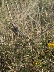 Bradypodion ventrale