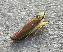 Graphocephala