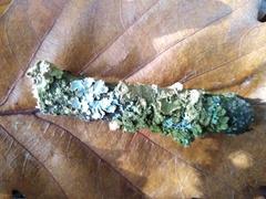 Melanohalea exasperatula