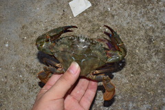 Charybdis japonica