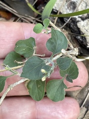 Carlowrightia torreyana
