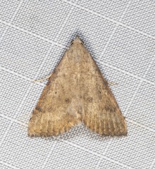 Madope auferens