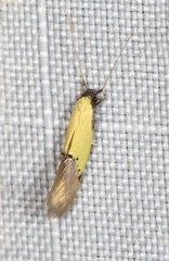 Opogona protodoxa