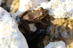 Pelophylax bedriagae
