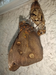 Brassolis sophorae