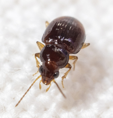 Elaphropus