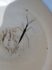 Ranatra quadridentata