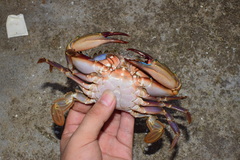 Charybdis japonica