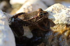 Pelophylax bedriagae