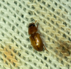Subrinus