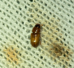 Subrinus