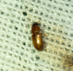 Subrinus