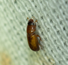 Subrinus