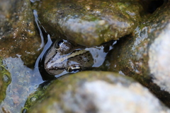 Pelophylax bedriagae