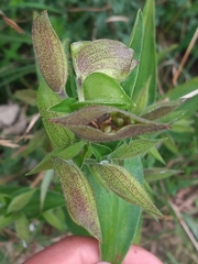 Commelina tuberosa
