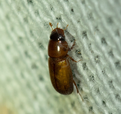 Subrinus