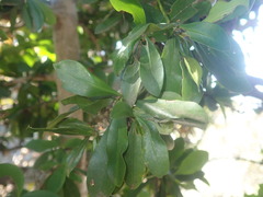 Hyperacanthus amoenus