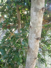 Hyperacanthus amoenus