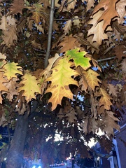 Quercus
