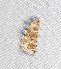 Eublemma glaucochroa