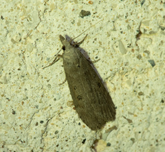 Lamoria anella