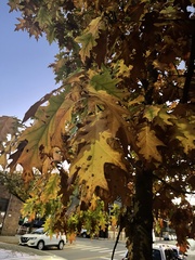 Quercus