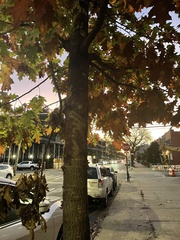 Quercus