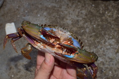 Charybdis japonica