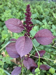 Amaranthus cruentus