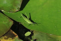 Atractomorpha sinensis