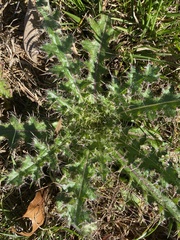 Cirsium horridulum
