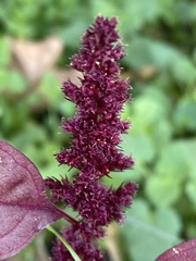 Amaranthus cruentus