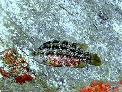 Symphodus trutta