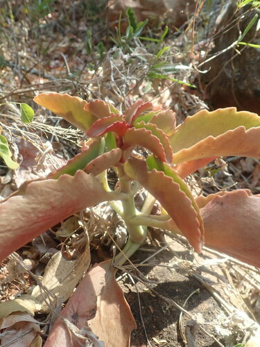 Image of Kalanchoe sexangularis by (c) agujaceratops, some rights reserved (CC BY)