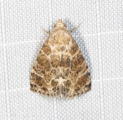 Eublemma glaucochroa