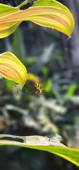 Micrathena sexspinosa
