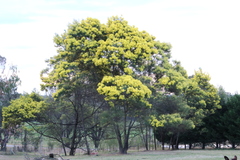 Acacia decurrens