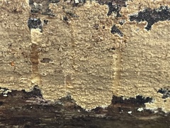 Phlebia centrifuga