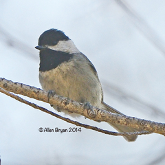 Poecile sclateri